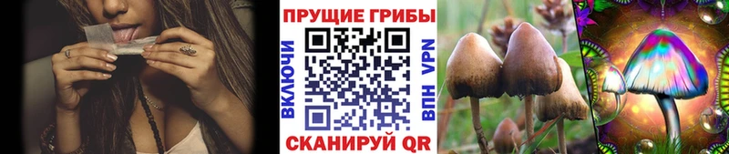 Псилоцибиновые грибы GOLDEN TEACHER  цены   Александровск 
